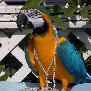 Meet your Posher, Barbara